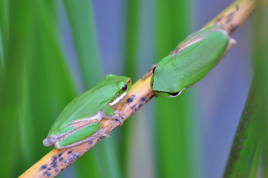 Eastern Sedgefrog (Litoria fallax)